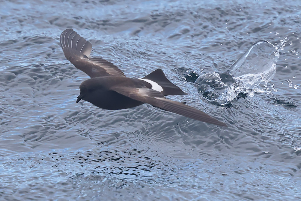 Wilson's petrel