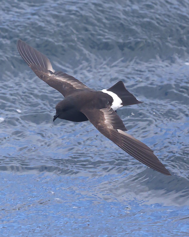 Wilson's petrel