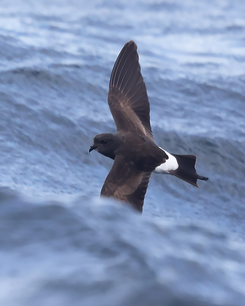 Wilson's petrel