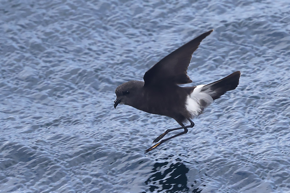 Wilson's petrel