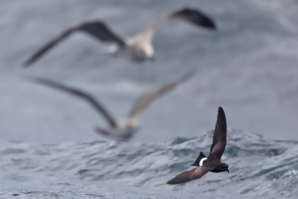 Wilson's petrel