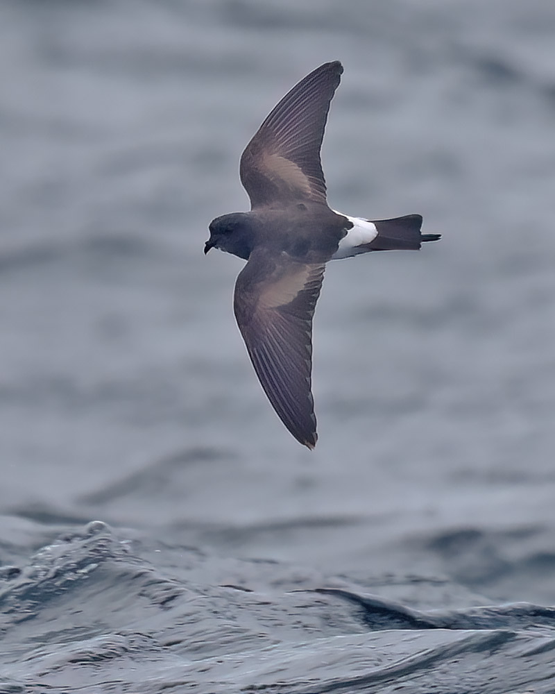 Wilson's petrel