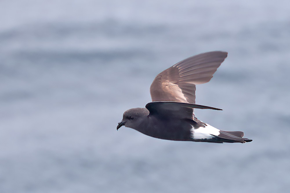 Wilson's petrel