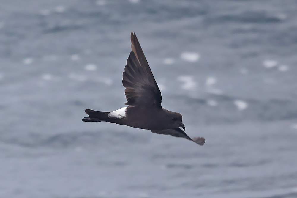 Wilson's petrel