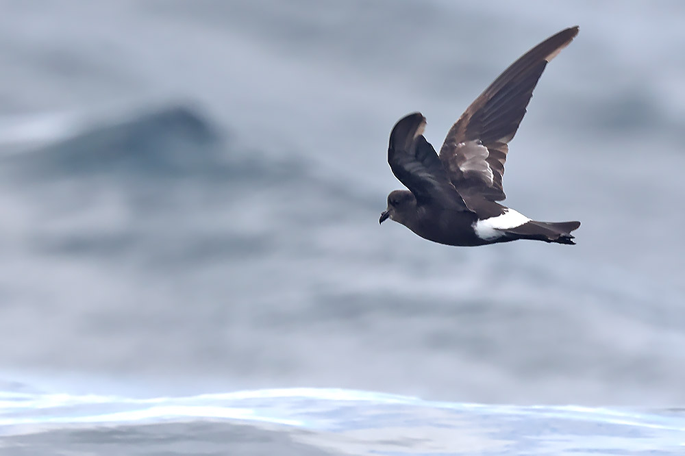 Wilson's petrel