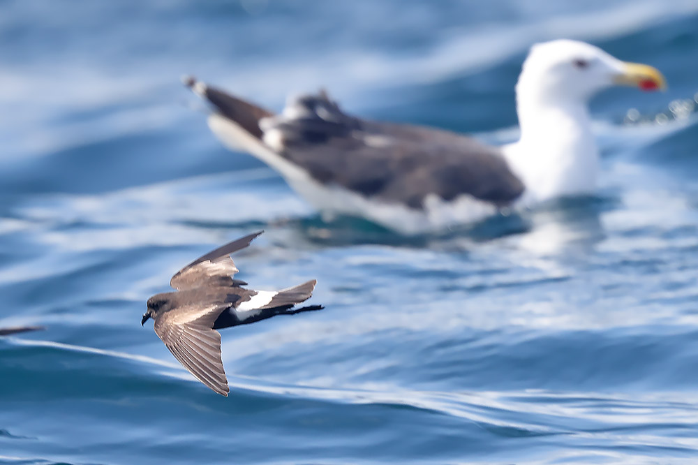 Wilson's petrel