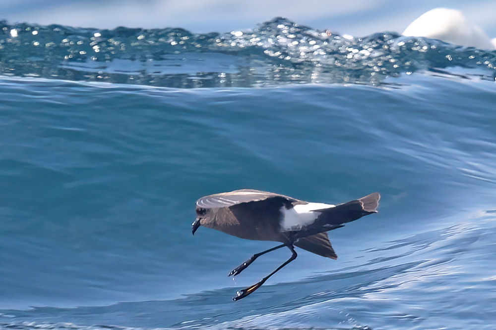 Wilson's petrel