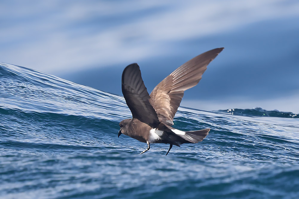 Wilson's petrel