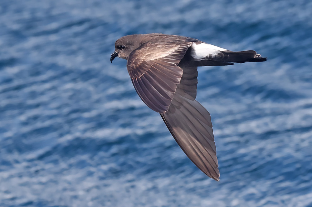 Wilson's petrel