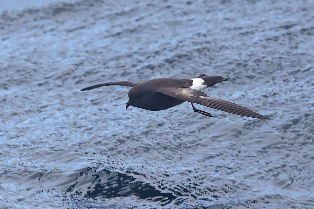 Wilson's petrel