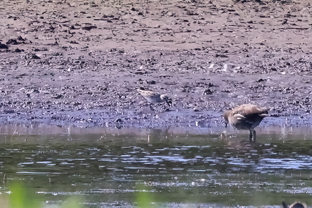 White-rumped sandpiper