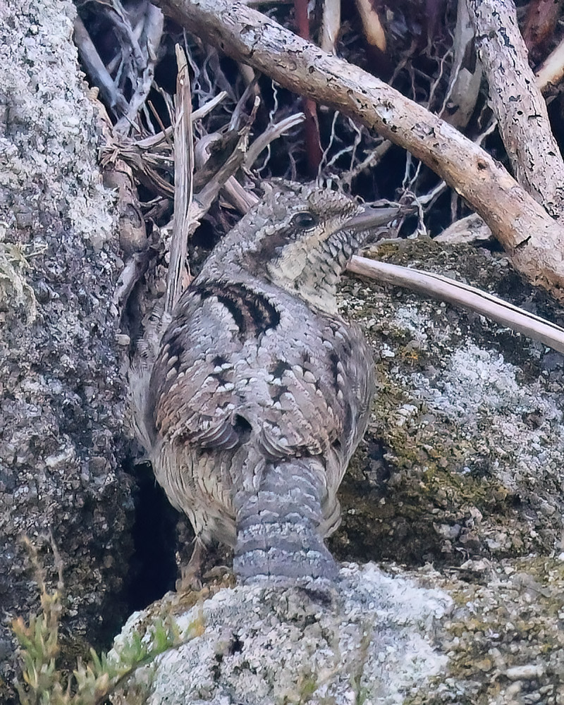 Wryneck