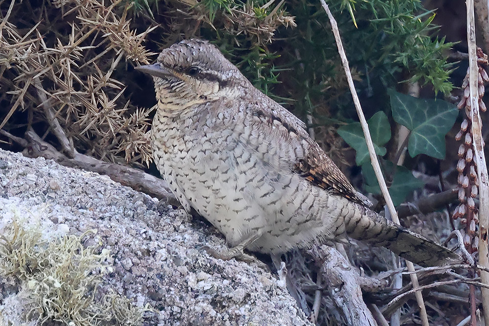 Wryneck