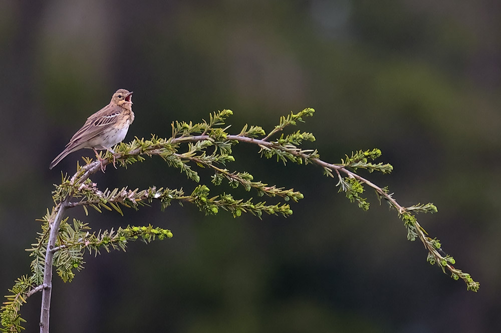 Tree pipit