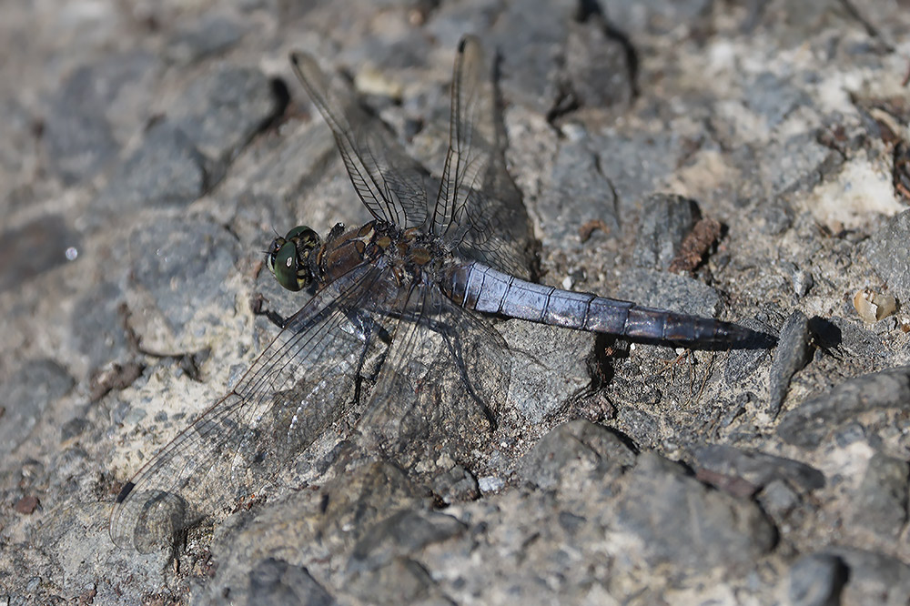 Black-tailed skimmer