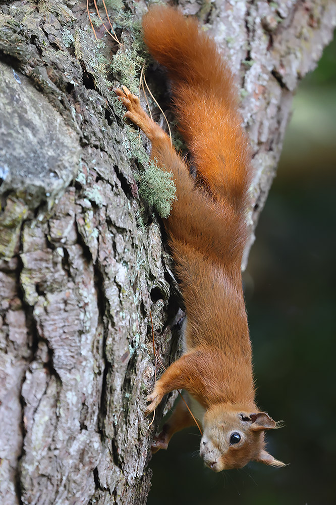 Red squirrel